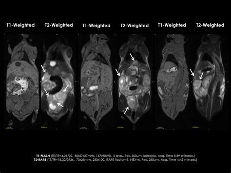 Orthotopic Metastatic Ovarian Tumor Model Aspect Imaging