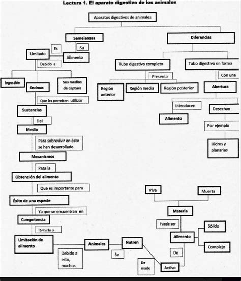 Paulina Santill N Biolog A Iii Mapa De La Lectura No El Aparato