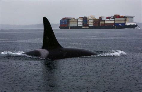 Orcas From Multiple Resident Pods Visit Seattle Area