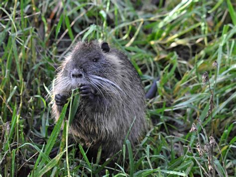 Nutria Invasive Species Master Northwest Wildlife Online