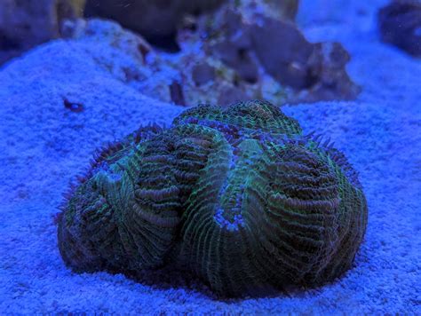 trachy behaviour rreeftank