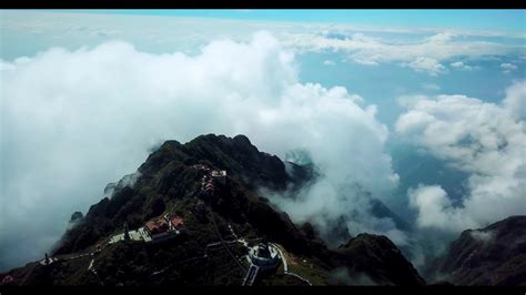 leaves forest tropical  stock video pixabay