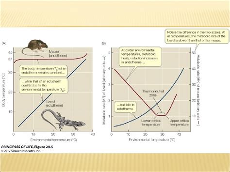 Chapter 29 PHYSIOLOGY HOMEOSTASIS AND TEMPERATURE REGULATION PHYSIOLOGY