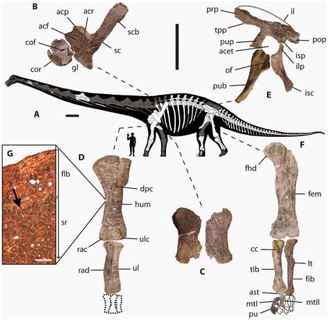 Sciency Thoughts: The nearly complete skeleton of two gigantic Titanosaurs from Southern ...