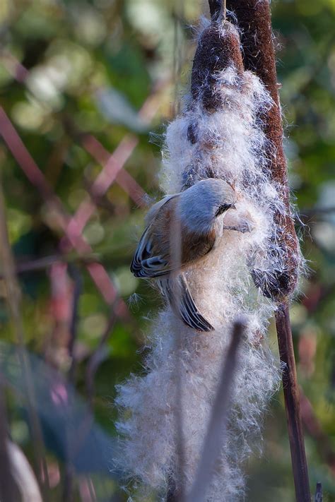 Rémiz penduline Remiz pendulinus Eurasian Penduline Ti Flickr