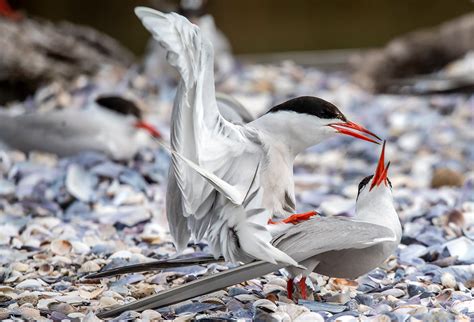 Manmade Common Tern breeding platform on Behance