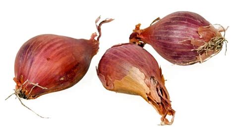 How To Grow Shallots Dengarden