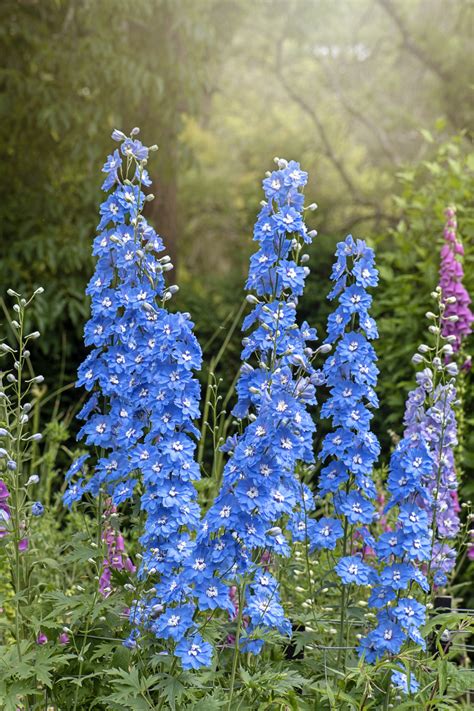 Les Plantes Vivaces Hautes Vie Pratique F Minin