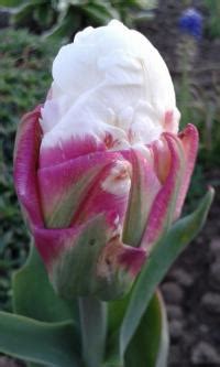 Tulipan Tulipa Ice Cream Ogrod Pl