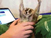 Lemur GIF - Find & Share on GIPHY