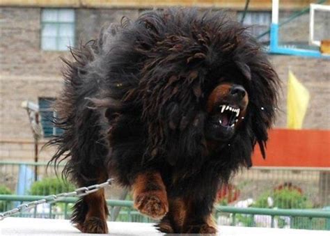 Tibetan Mastiff My Future Guard Dog D Doohhh Hes So Cute P