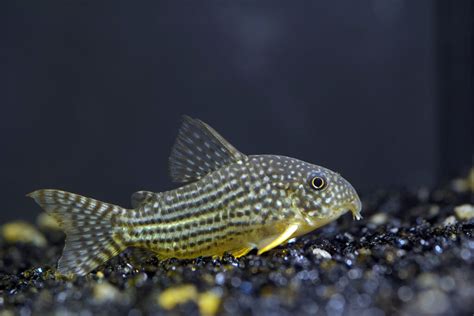 Corydoras Catfish Chibi Aquarium