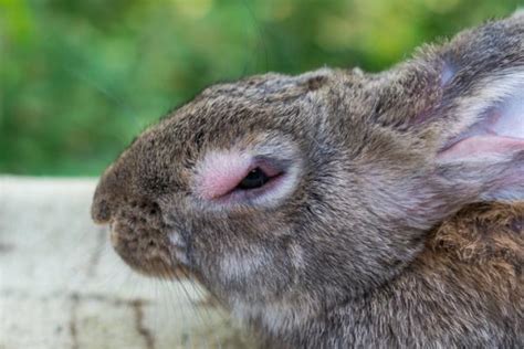 C Mo Saber Si Mi Conejo Est Enfermo S Ntomas Y Signos Cl Nicos