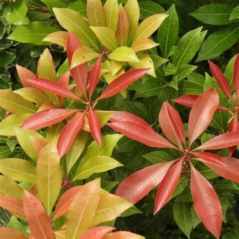 Pieris Japonica Mountain Fire Plants For Sale Ashridge