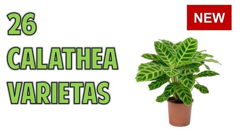 CALATHEA VARIETIES WITH NAMES CALATHEA SPECIES YouTube