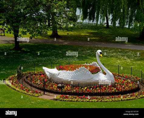 Large Ornamental Swan And Flower Bed In Stapenhill Gardens A Riverside