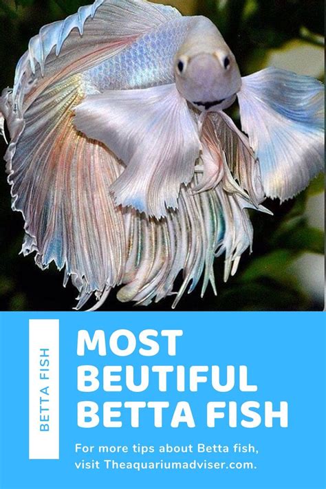 Types Of Betta Fish | Betta fish types, Betta, Betta fish