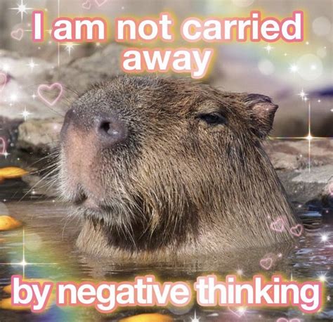 She Walks In Beauty On Twitter Rt Capybara Man