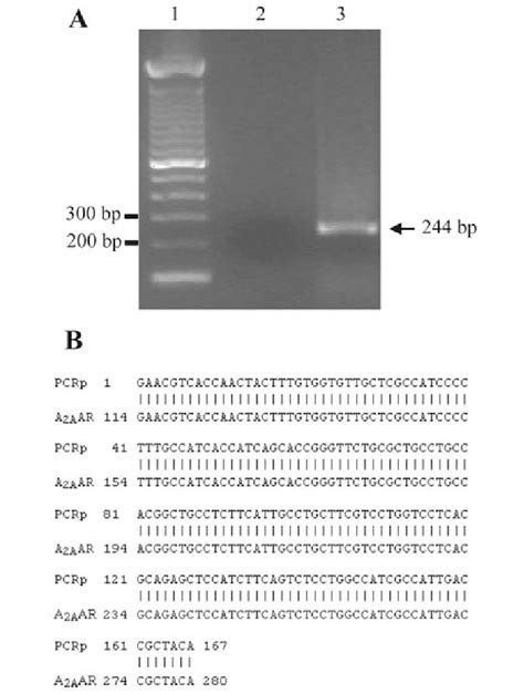 A 2a Ar Mrna Expression In Mcf 7 Cells A Agarose Gel Electrophoresis