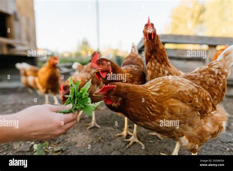 Woman S Hand Feeding Green Leaves To A Group Of Hens On A Farm Stock