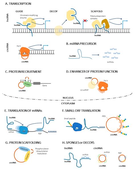 Functions And Mechanisms Of Action Of Lncrnas And Circrnas A