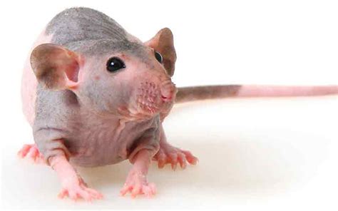 The Hairless Rat - A Complete Guide by Squeaks and Nibbles