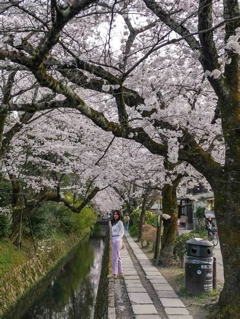 Best cherry Blossom spots in Kyoto – Travelento