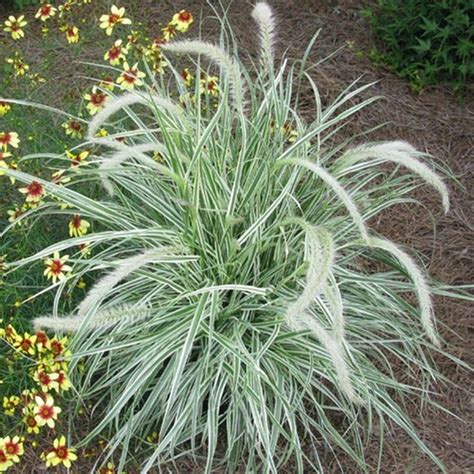 Pennisetum Sky Rocket Late Summer Flowers Fountain Grass Grass