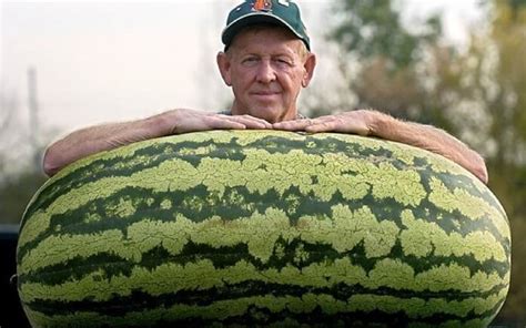 Maiores Frutas Do Mundo - 10 maiores vegetais e frutas do mundo: foto dos recordistas