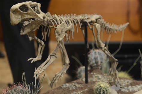 Este es el fósil completo de un Psittacosaurus y lo están exhibiendo en