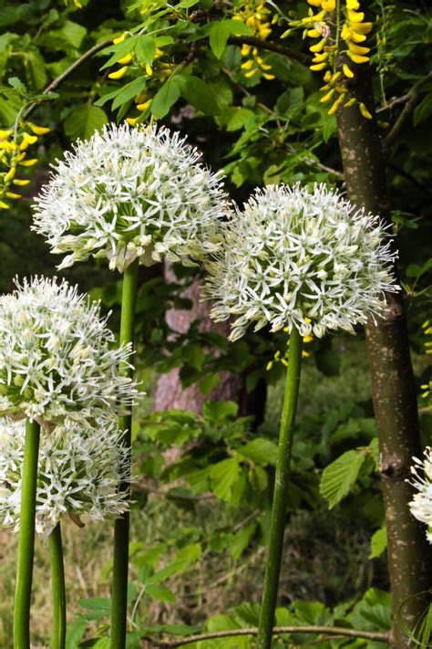 Czosnek Allium Mount Everest Szt Flowersbulbs Cebulki Kwiatowe