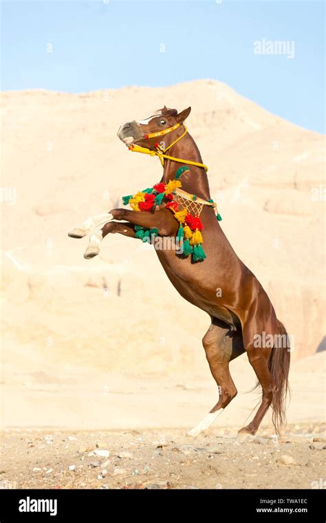 Arabian Horse Chestnut Mare Rearing In The Desert Wearing Egyptian