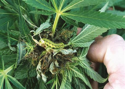 A Budding Problem Managing Corn Earworm In Commercial Hemp Production