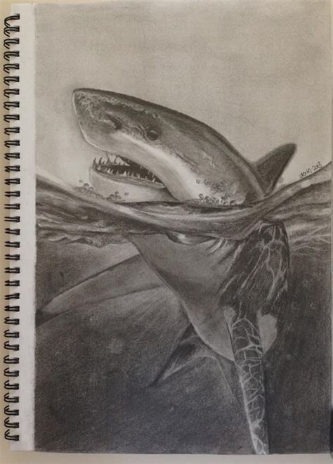 Realistic Shark Drawing