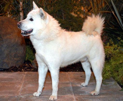 Korean Jindo - Temperament, Lifespan, Shedding, Puppy