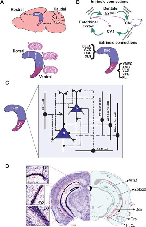 A Role For The Longitudinal Axis Of The Hippocampus In Multiscale