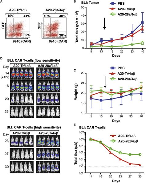 Imaging Of Anti Tumor Activity And Persistence Of Avb6 Re Targeted CAR