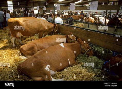 Cattle, Guernsey Three cows in the barn. South England Show Stock Photo - Alamy