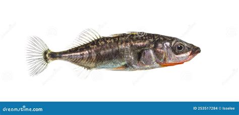 Three-spined Stickleback, Gasterosteus Aculeatus Stock Photo - Image of ...