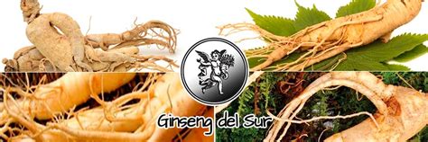 Ginseng Del Sur