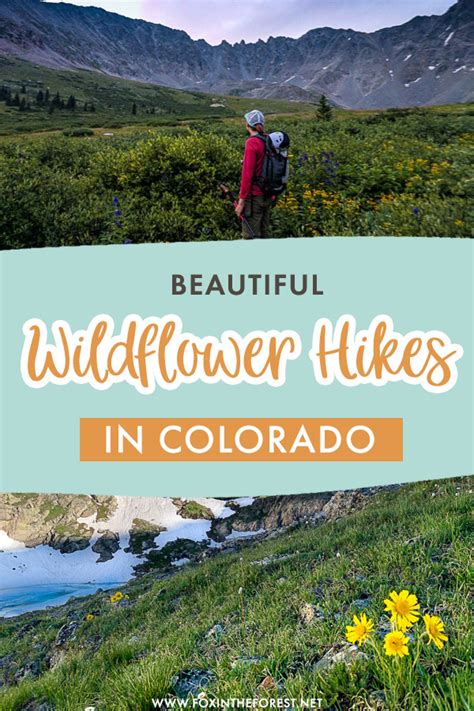 12 Of The Best Wildflower Hikes in Colorado That You’ll Never Forget