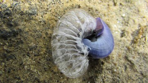 Free Images Sea Nature Rock Shore Wildlife Fauna Shell