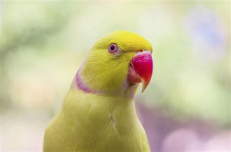 How to Tell if My Indian Ringneck is Male or Female | Cuteness