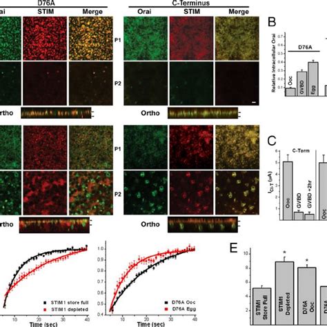 Inactivation Of SOCE Mediated By Constitutive Active STIM1 Mutants