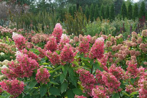 Whats Growing On Loma Vista Nursery