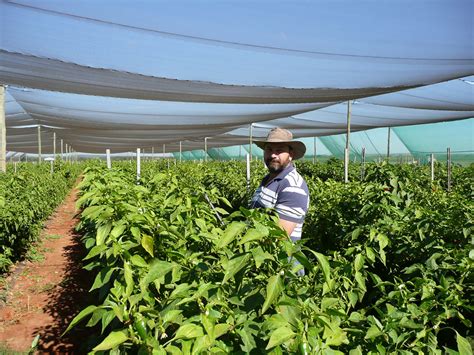 Project Recap Australian Vegetable Crops Maximising Returns From