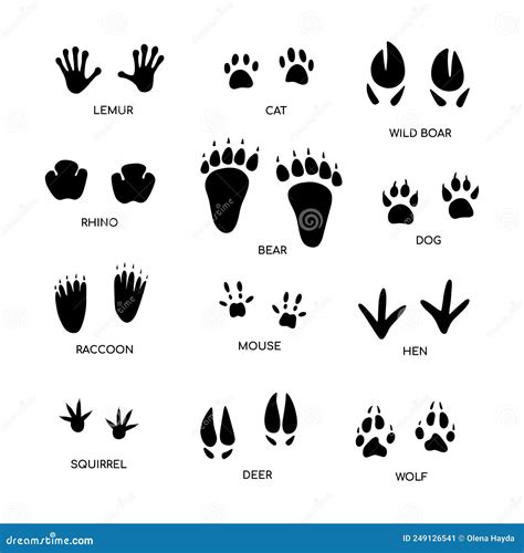 Animal Footprint Chart