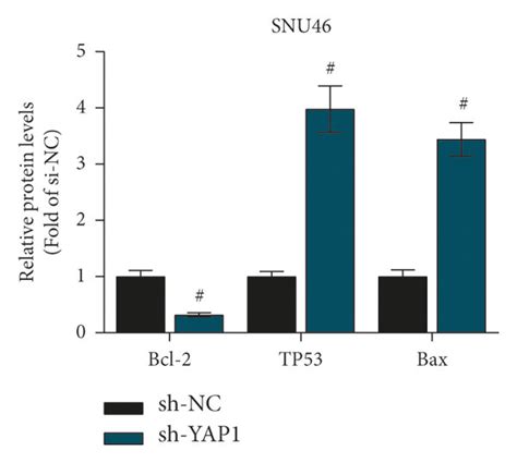 Yap Knockdown Inhibits Malignant Phenotypes Of Lscc Cells A Rt Qpcr