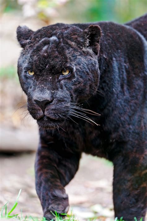 Walking black male jaguar | Big cats, Animals wild, Black jaguar