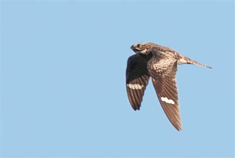 Birding Is Fun!: Common Nighthawk Migration